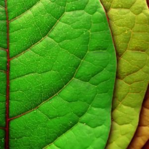 Foglie Verdi Vibranti