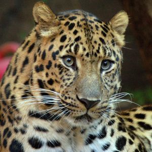 Leopardo Maestoso in Primo Piano