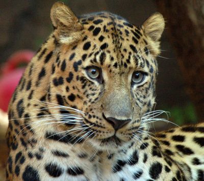 Leopardo Maestoso in Primo Piano - wallpaper preview