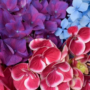 Fiori di Ortensia Colorati