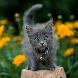 Gatto Grigio Carino tra i Fiori