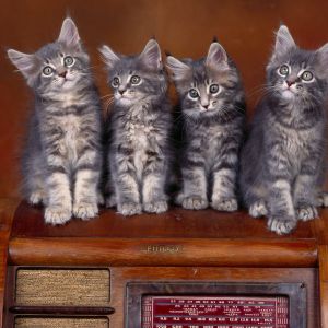 Gattini adorabili su radio vintage