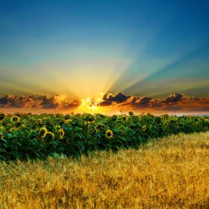 Campo di girasoli al tramonto