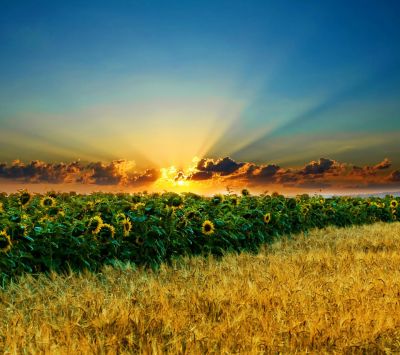 Campo di girasoli al tramonto - wallpaper preview