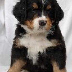 Cucciolo di Bernese Mountain Dog