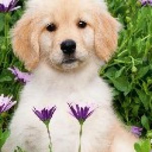 Cucciolo di Golden Retriever