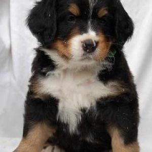 Cucciolo di Bernese Mountain Dog