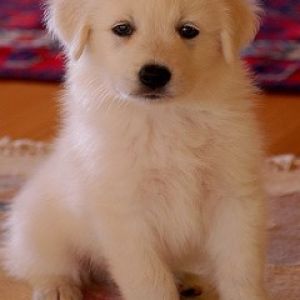Cucciolo Bianco Adorabile