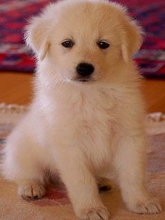 Cucciolo Bianco Adorabile