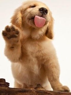 Cucciolo di Golden Retriever Carino - wallpaper preview