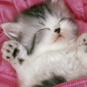 Gattino Che Dorme