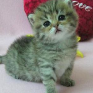 Gattino Adorabile con Cuore
