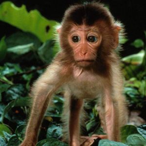 Scimmietta Carina nella Natura