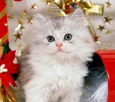 Gatto di Natale Carino - wallpaper preview