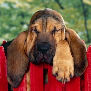 Cane Che Dorme Carino