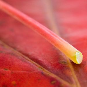 Primo piano di una foglia rossa