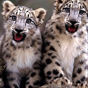 Cuccioli di Leopardo delle Nevi