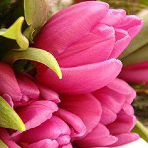Bouquet di Tulipani Rosa