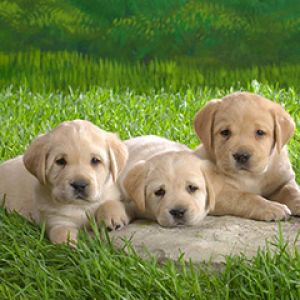 Cuccioli di Labrador Carini