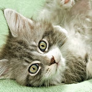 Gatto Grigio Adorabile