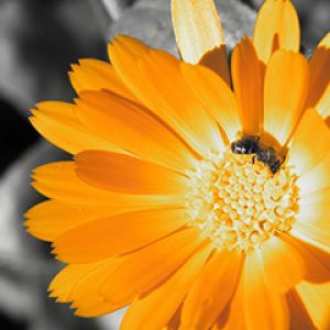 Fiore Arancione Vivace