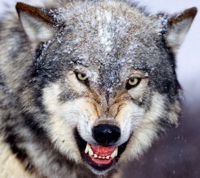 Lupo Feroce nella Neve - wallpaper preview