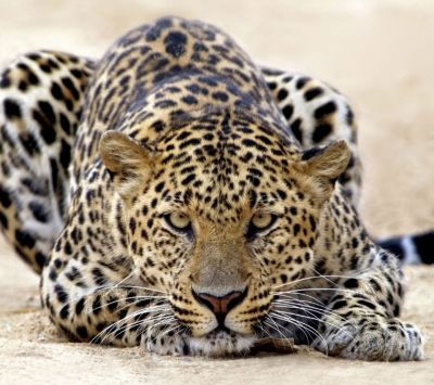 Leopardo nella Natura - wallpaper preview
