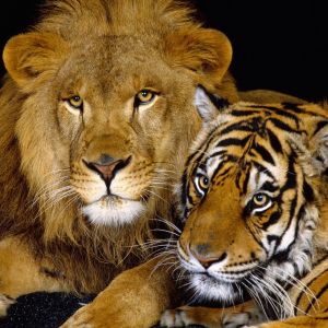 Leone e Tigre Insieme