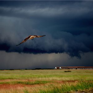 Uccello Maestoso nel Cielo Tempestoso