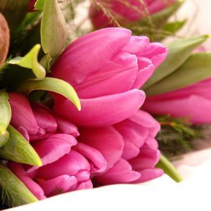 Bellissimi Tulipani Rosa