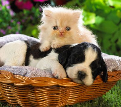 Cucciolo e Gattino Insieme - wallpaper preview