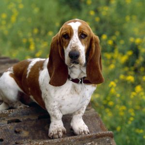 Cane Basset Hound Carino nella Natura