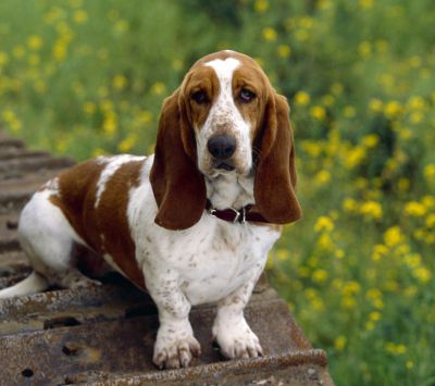 Cane Basset Hound Carino nella Natura - wallpaper preview