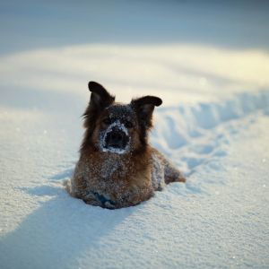 Cane nella neve d'inverno