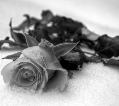 Rosa in Bianco e Nero