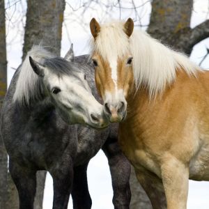 Bellissimi Cavalli nella Natura