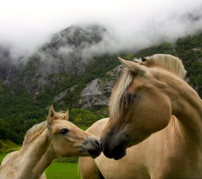Cavalli nella Natura - wallpaper preview