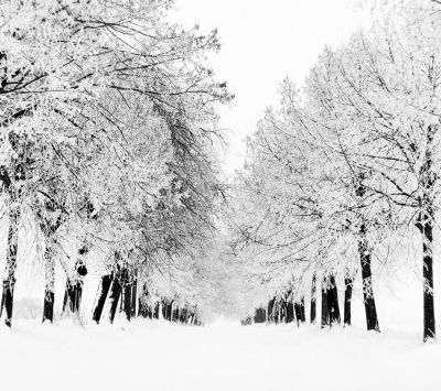 Alberi in Inverno