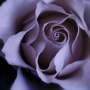 Elegante Rosa Viola