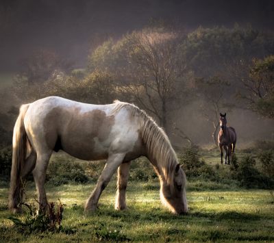 Cavalli Maestosi nella Natura - wallpaper preview