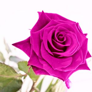 Rosa Rosa Vivace