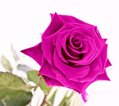 Rosa Rosa Vivace - wallpaper preview