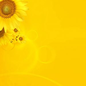 Sfondo di Girasoli Luminosi