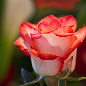 Bella Rosa Rossa
