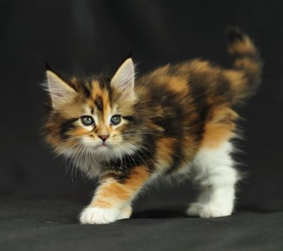 Gattino Calico Adorabile - wallpaper preview