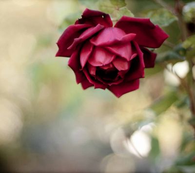 Bella Rosa Rossa - wallpaper preview