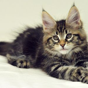 Gatto Maine Coon Carino
