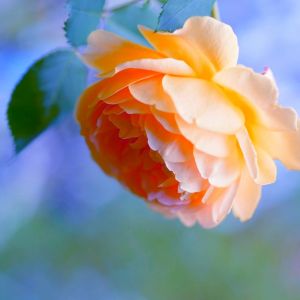 Bella Rosa Arancione