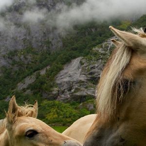 Bellissimi Cavalli nella Natura