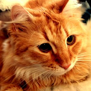 Gatto e Cane Carini Insieme